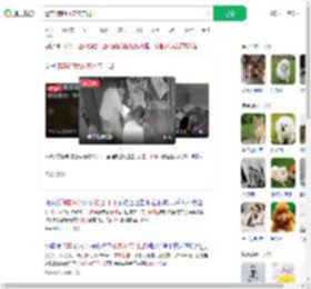 遗弃3狗崽放宠物店门口_360搜索