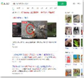 两狗大战眼镜蛇 狗主人观战_360搜索